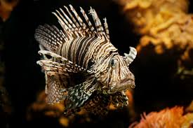 Don't really appeal as a hospitable place to humans. 10 Most Dangerous Sea Creatures