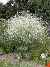 Image result for Crambe kilimandscharica