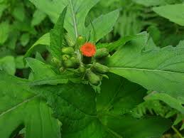 Image result for Crassocephalum crepidioides