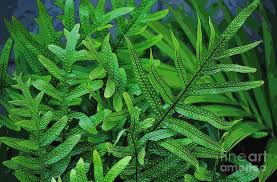 Hawaiian Fern by Craig Wood