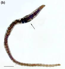 Image result for Gilgiochloa