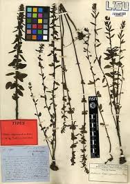 Image result for Alectra vogelii