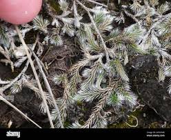 Image result for Selaginella dregei