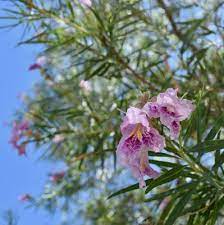 Beautiful pink roses flower border on soft background for valentine. Titan Tree Care Titan Tree Blog The 5 Best Spring Flowering Trees For The Anthem Area
