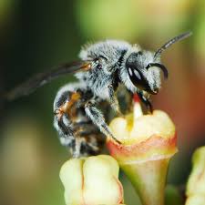 Image result for Berchemia zeyheri