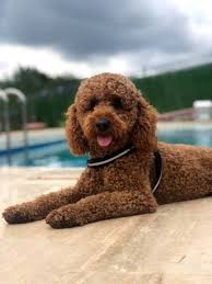 Kahverengi Terrier