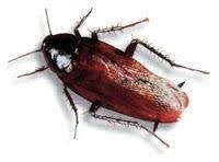 We are certified, bonded and insured with over 25 years of experience in the southwest florida pest exterminating industry. Bestpestcontrolproductforhome Bestpestcontrolsprayforhomes Bestpestcontrol Besthomepestcontrol Bestpestcontrolspray Bestpes Termite Control Pest Control Pests