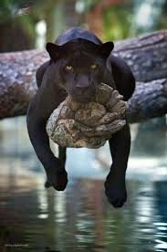 Top 13 Des Plus Adorables Personnages Disney Dans La Vraie Vie In 2020 Tiere Susse Tiere Wilde Tiere