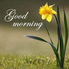 60 Most Beautiful Good Morning Images With Flowers Hindi Status Good Morning Flowers Morning Images Morning Pictures