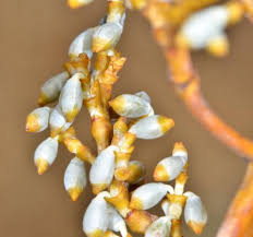 Image result for Viscaceae