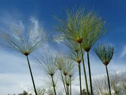 Image result for Cyperus derreilema