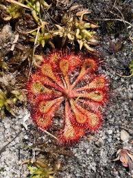Image result for Drosera natalensis