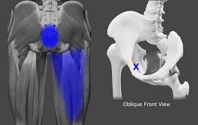 Image result for Obturator Sign