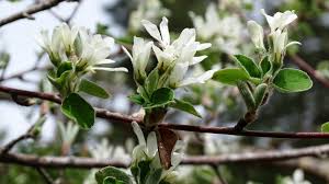 Image result for Amelanchier ovalis