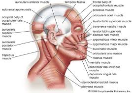 Muscular system > muscles of neck. Muscle Charts Massagelongbeachca Com