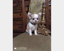 Cani da caccia razze canecaccia cani da caccia da ferma da cerca da seguita da tana da traccia da riporto alimentazione cura pulizia peso longevità i cani da caccia da ferma hanno la caratteristica fondamentale di sapersi arrestare in posture diverse in ottica della preda, riuscendo così ad avvisare. Pin Su Annunci Animali