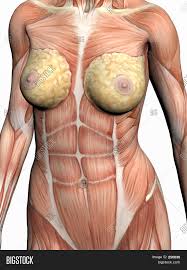 This can effectively educate everyone on the female human body. Anatomy Woman Image Photo Free Trial Bigstock