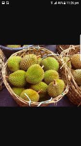 100% ulasan sebenar · sokongan pelanggan 24 jam · pilihan luas Musim Durian Kembali Lagi Di Hanis Homestay Batu Kurau Facebook