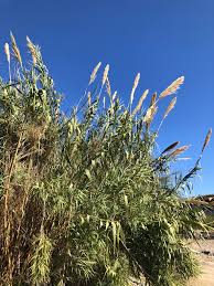 Image result for Arundo donax