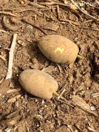 Image result for Balanites