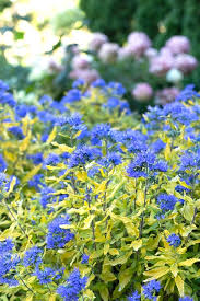 10 of 12 spider flower. 17 Best Landscaping Shrubs Of Spring Signals Az