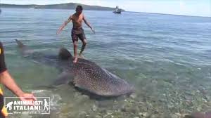 Ma una ragazza newyorkese che si era recata sulla spiaggia di long island ha trovato uno squalo gigante morto sulla sabbia. Cucciolo Di Squalo Balena Usato Come Tavola Da Surf Youtube
