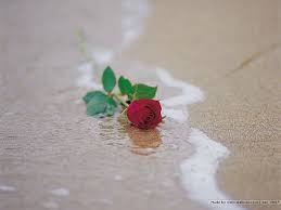 See more ideas about red roses wallpaper, wallpaper, beautiful wallpapers. 10 Roses On The Beach Ideas Beach Rose Flowers