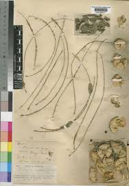 Image result for Phyllanthus inflatus