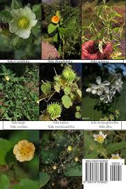 Image result for Sida veronicifolia