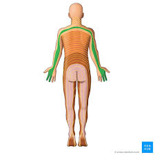 dermatomes anatomy and dermatome map kenhub