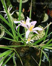 Image result for Xerophyta trichophylla