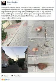 Izmir De Parcalanarak Yola Atilmis Kedilerin Goruntuleri Kan Dondurdu