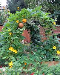 Squash plants grow on strong, long vines that can crowd out your other veggie crops in short order. How To Build A Squash Arch For Your Garden Backyard Vegetable Gardens Vegetable Garden Design Vegetable Garden Planner