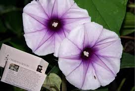 Image result for Ipomoea turbinata