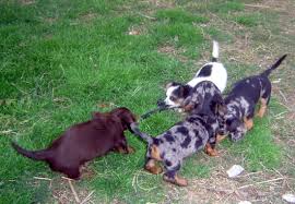 See more of dog and puppies sale in texas on facebook. Home