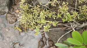 Image result for Polycarpon prostratum