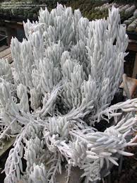 Image result for Caputia