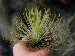 Buy from our large variety of tillandsia air plants, glass terrariums, wood displays, sealife containers, cholla cactus, and ceramic holders. 26 Types Of Air Plants That Are Most Beautiful Best Air Plant Varieties