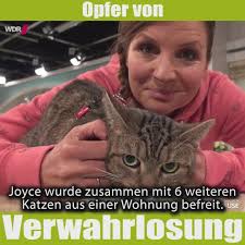 🐰🐱🐹 Immer öfter werden Tiere Opfer von Animal Hoarding! 🐶🐤🐭, Völlig  unterernährt und mit vielen anderen Katzen kam auch die Mini-Katze Joyce  aus einem Animal Hoarding-Fall! Die ca. 3-Jährige ist ...