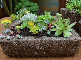 Faciles Contenedores De Hypertufa Para Suculentas Succulents In Containers Succulents Planting Succulents
