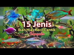 Image result for ikan