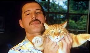 Freddie Mercury's cats: Beautiful final picture shows them all in bed just  before he died