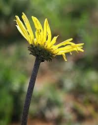 Image result for Haplocarpha