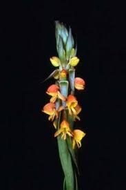 Image result for Satyrium volkensii