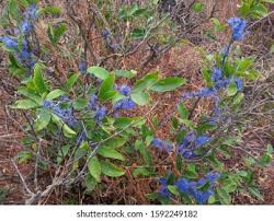 Image result for Memecylon myrianthum