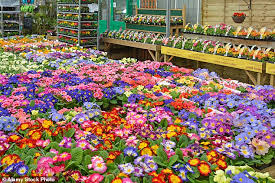 Tracey crouch, former minister for loneliness, previously told the bbc that keeping garden centres open would be beneficial to many. Gardening Centres Could Open Almost Immediately As Industry Faces 1 6 Billion Loss Daily Mail Online