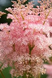 We only grow perennial plants. 350 Perennial Plants Ideas Plants Perennial Plants Perennials