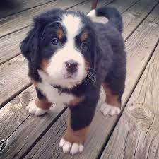 Bernese Mountain Dog Puppy 5 Weeks Old Burnese Mountain Dog Baby Animals Bernese Mountain Dog