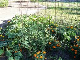 How to add potassium to garden. What Does Npk Mean Finegardening