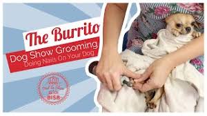 Find out about training, behavior, and care of poodles and dog breed mixes. Dog Grooming How To Trim Nails On A Difficult Dogs Youtube